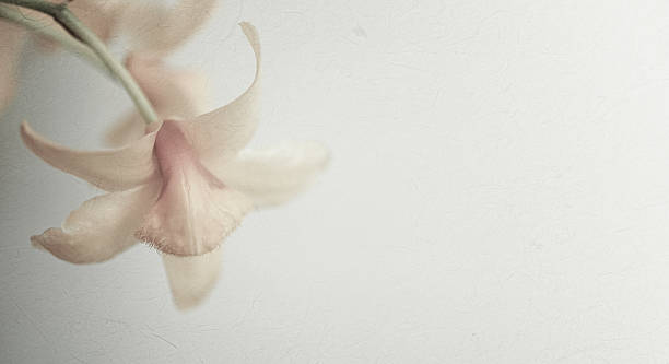 istock sweet color orchids in soft color and blur style 479178190