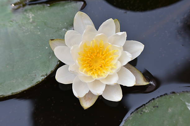 istock close-up of Water Lily 479178196