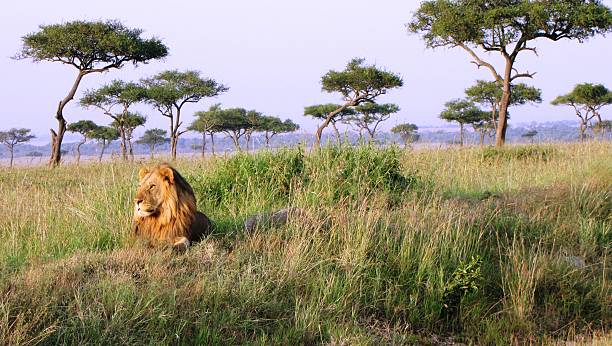 istock Lion in kenyan savannah 479178258