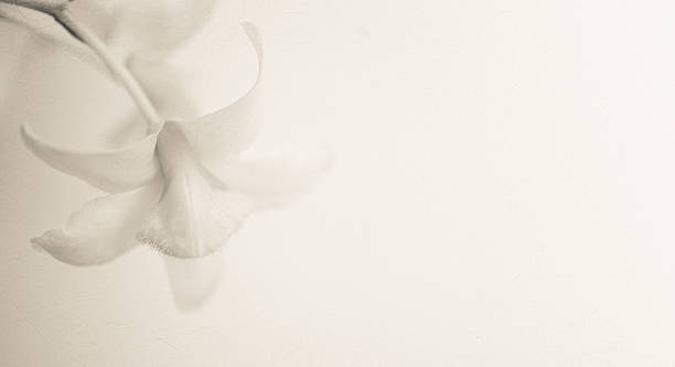 sweet color orchids in soft color and blur style