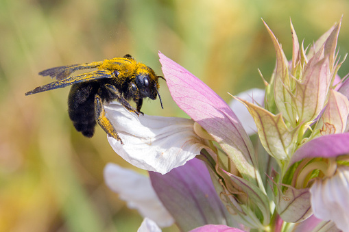 Xylocopa violacea on flower, Sicily