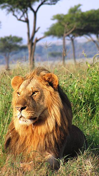 istock Lion - Savannah,Masai Mara National Reserve 479178766