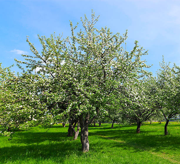 flor de apple trees in spring park - lea fotografías e imágenes de stock