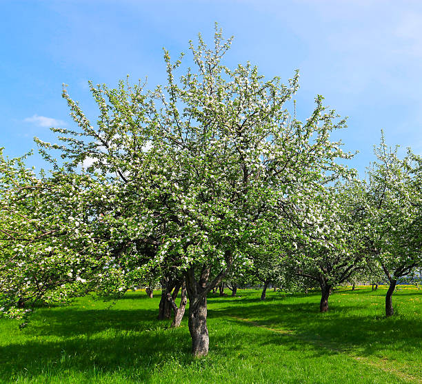 istock blossom of apple trees in spring park 479180797