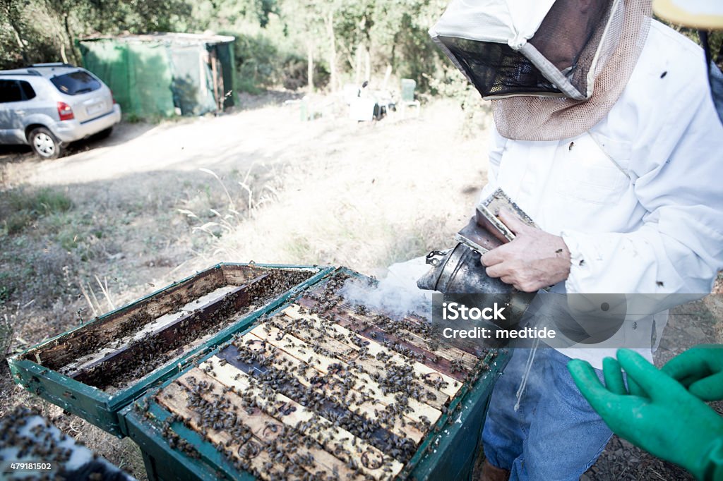 Bee smoker Bee farmer smoking the bees. 2015 Stock Photo