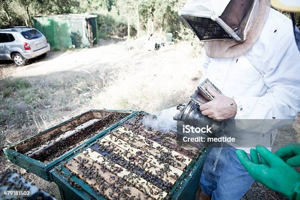 Bee Smoker Stock Photo - Download Image Now - 2015, Active Seniors, Adult
