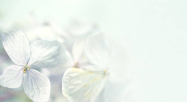 istock Hydrangeas in winter style on mulberry paper texture 479181574