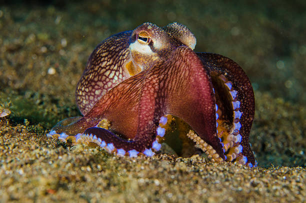 istock scuba diving octopus lembeh strait indonesia underwater 479181864