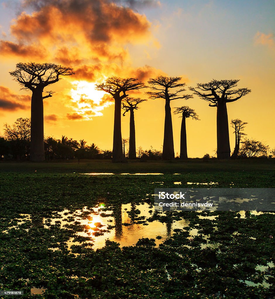 Baobabs reflection Beautiful Baobab trees at sunset at the avenue of the baobabs in Madagascar 2015 Stock Photo