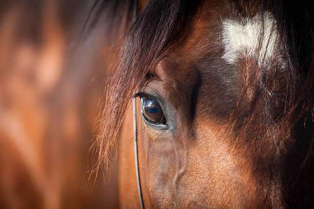 cavalo olhos detalhe - livestock horse bay animal - fotografias e filmes do acervo