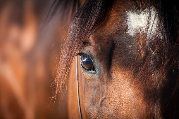 horse eye closeup - horse bildbanksfoton och bilder