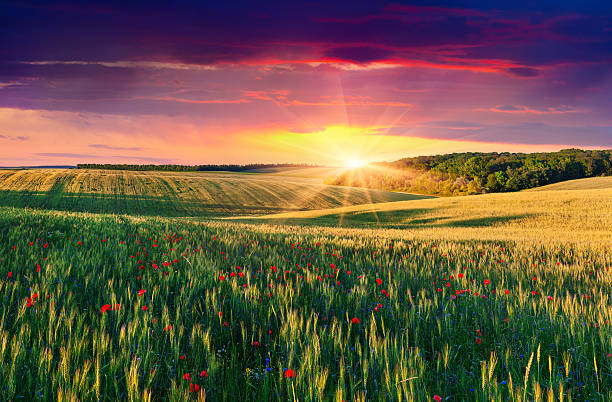 istock Wheat and poppies field at sunset 479182631