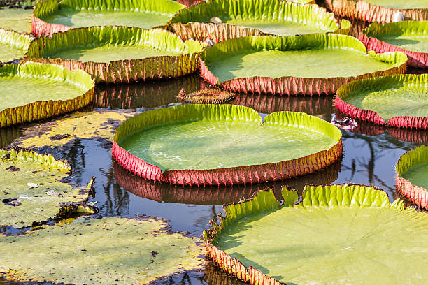 istock Giant Victoria waterlily. 479184903