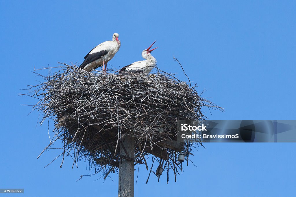 Storks on the nest Young white storks on the nest against the sky 2015 Stock Photo