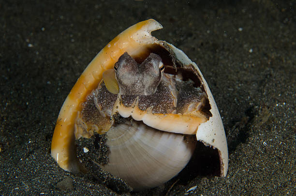istock scuba diving octopus lembeh strait indonesia underwater 479185992