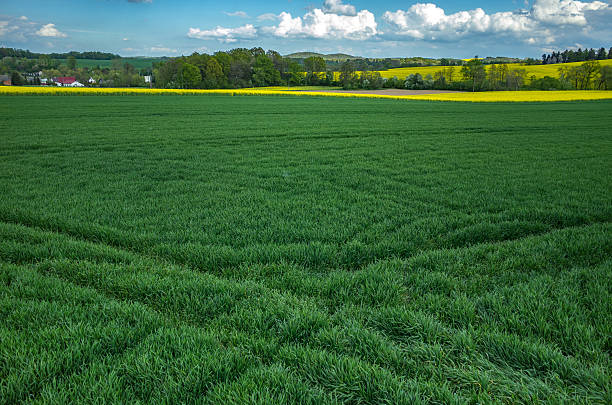 istock Aerial view on the wheat field 479186036