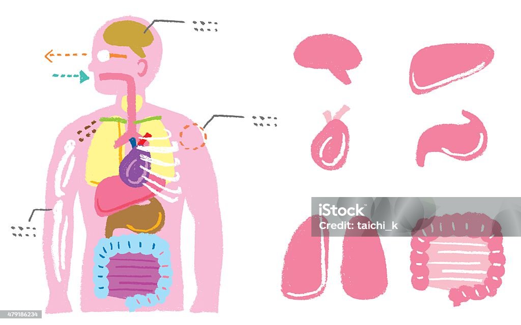 Cuerpo humano diagrama - arte vectorial de Cuerpo humano libre de derechos