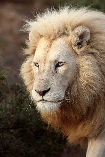 A big male white lion with golden light on his face in this portrait image taken in South Africa