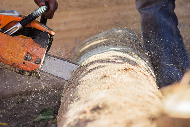 istock Logger cutting wood with chainsaw to make firewood 479186608