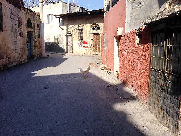 istock chicken on the road 479186988