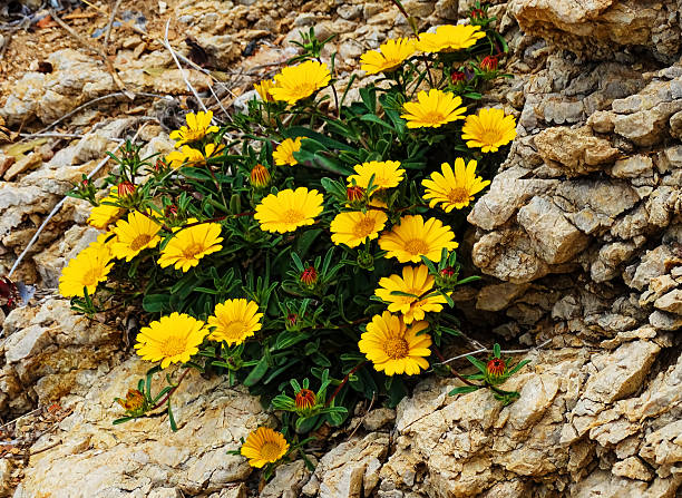 istock Yellow flowers grow in rocks, Spain 479187516
