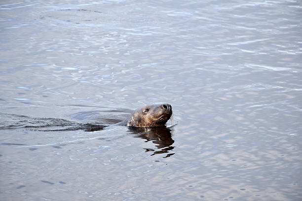 istock Gray Seal Individual 479187602