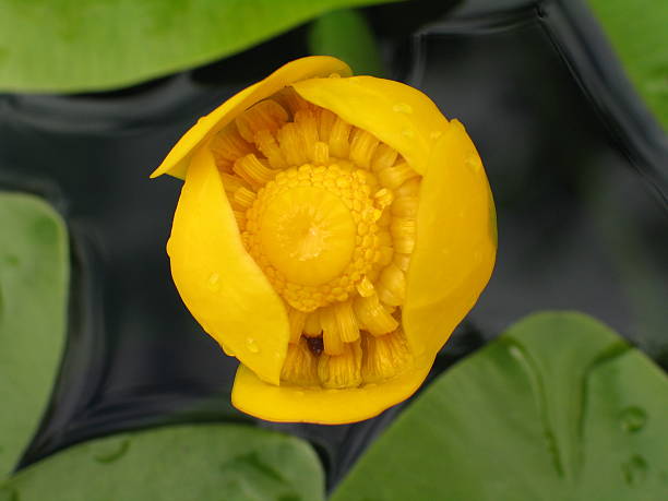 istock Water flower botanical named Nuphar lutea 479187616