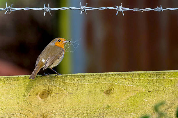 Robin collecting nesting materials stock photo