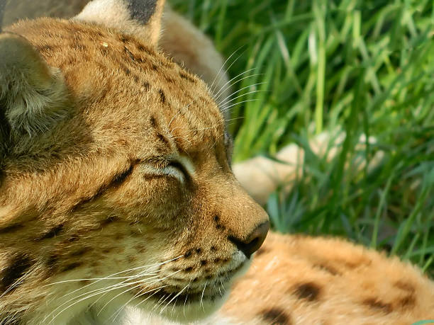 Beautiful eurasian lynx sleeping on its cage in the zoo