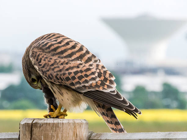 istock Wildlife in the City 479188170