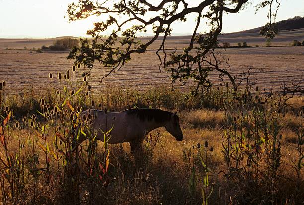 Cavalo no campo sob Árvore - fotografia de stock