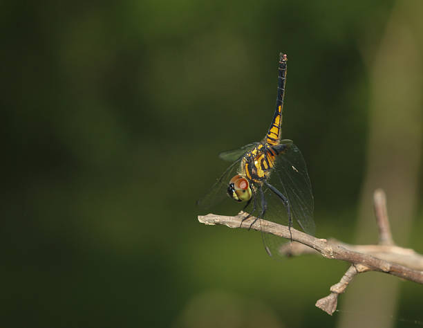 istock Aethriamanta aethra dragonfly 479190538