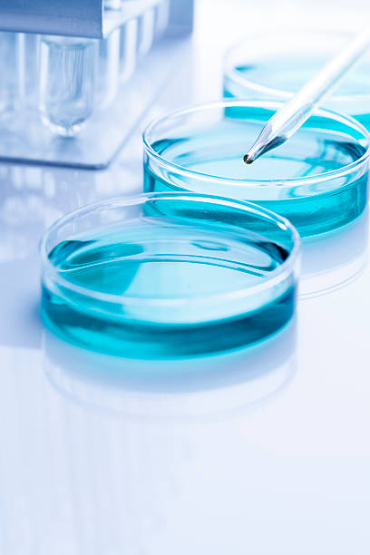 equipamento de laboratório - petri dish agar jelly laboratory glassware bacterium imagens e fotografias de stock