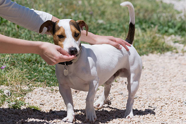 istock Girl feeding a jack russell dog. 479191504