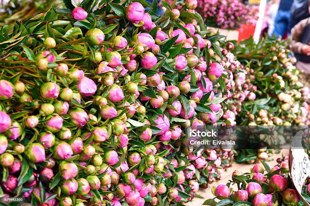 Buttercup heap Heap of buttercup flowers at a flower market stall. Outdoor market with a stack of fresh pink flowers. 2015 Stock Photo
