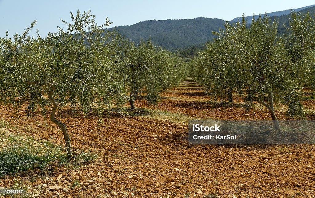 olive Campo - Foto de stock de Agricultura libre de derechos