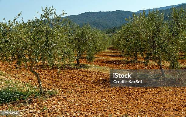 Photo libre de droit de Olive Field banque d'images et plus d'images libres de droit de Agriculture - Agriculture, Catalogne, Espagne