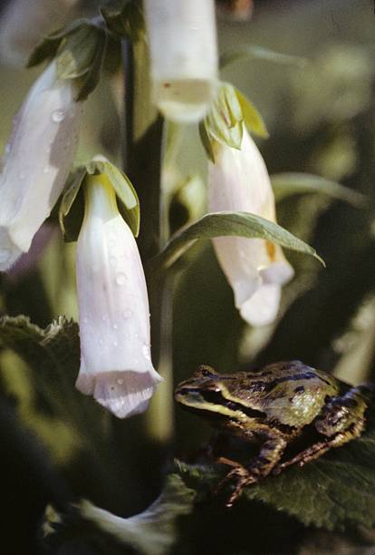 Rã na Luva de Raposa Flor - fotografia de stock