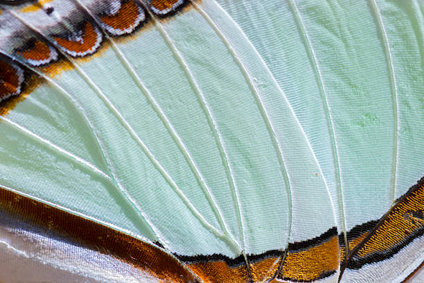 istock Macro shot of a Nawab Butterfly wing. 479194898