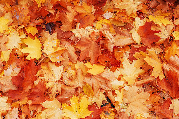 istock Yellow, orange and red autumn leaves in fall park. 479195526
