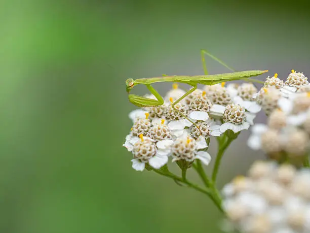 Yarrow and mantis　in early summer