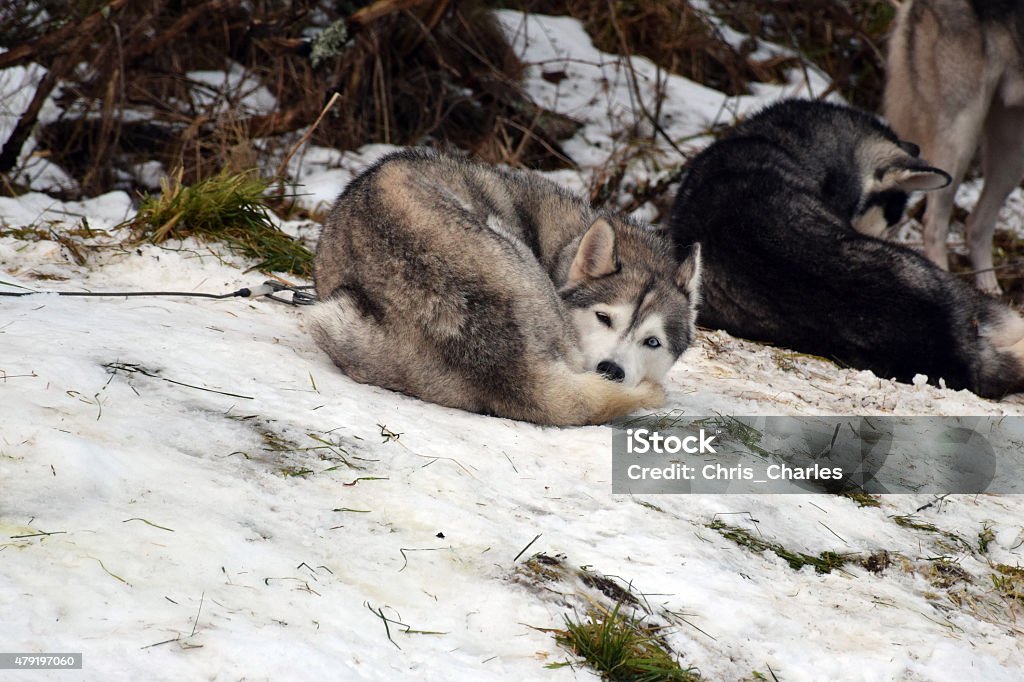 Sled de perros - Foto de stock de 2015 libre de derechos