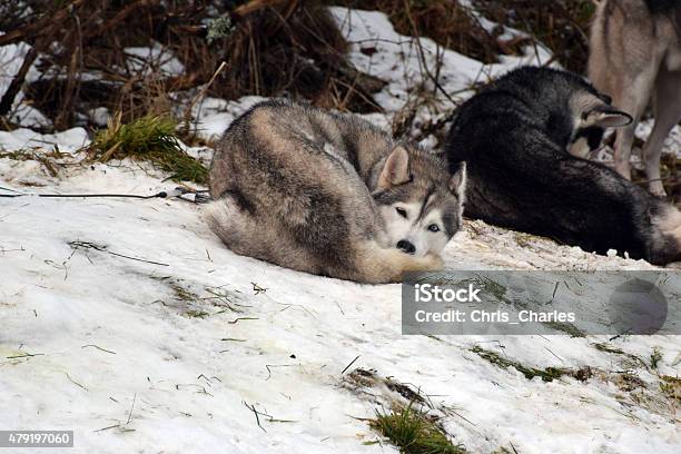 Sled De Perros Foto de stock y más banco de imágenes de 2015 - 2015, Aire libre, Animal