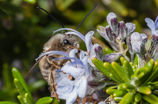long horn bee, eucera sp. em flores com alecrim - long horn - fotografias e filmes do acervo