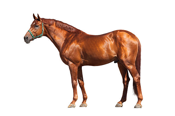 istock Chestnut horse isolated on white background 479197345