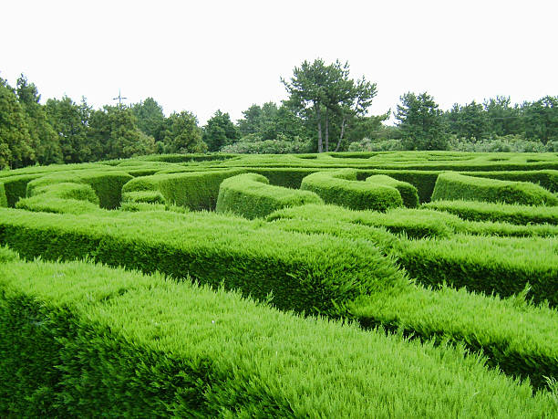 Forest maze stock photo