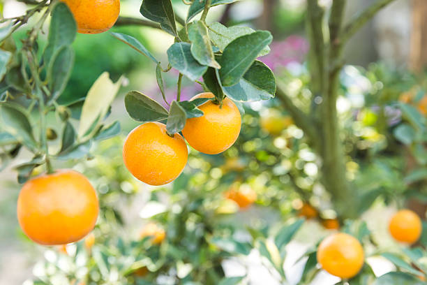 istock Orange orchard with unripe oranges 479199171