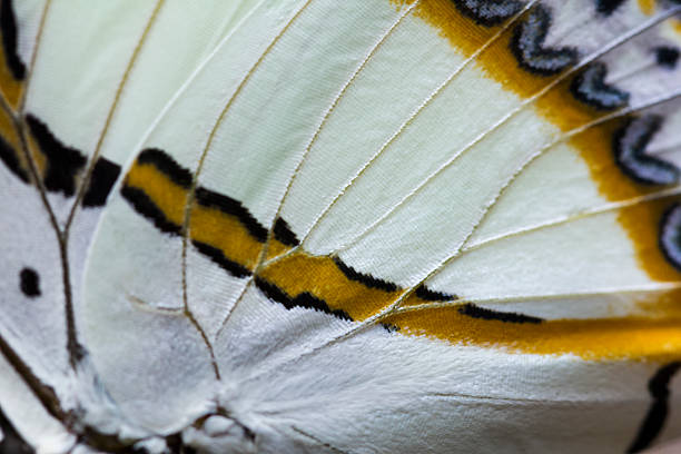 A macro shot of a Nawab Butterfly wing.