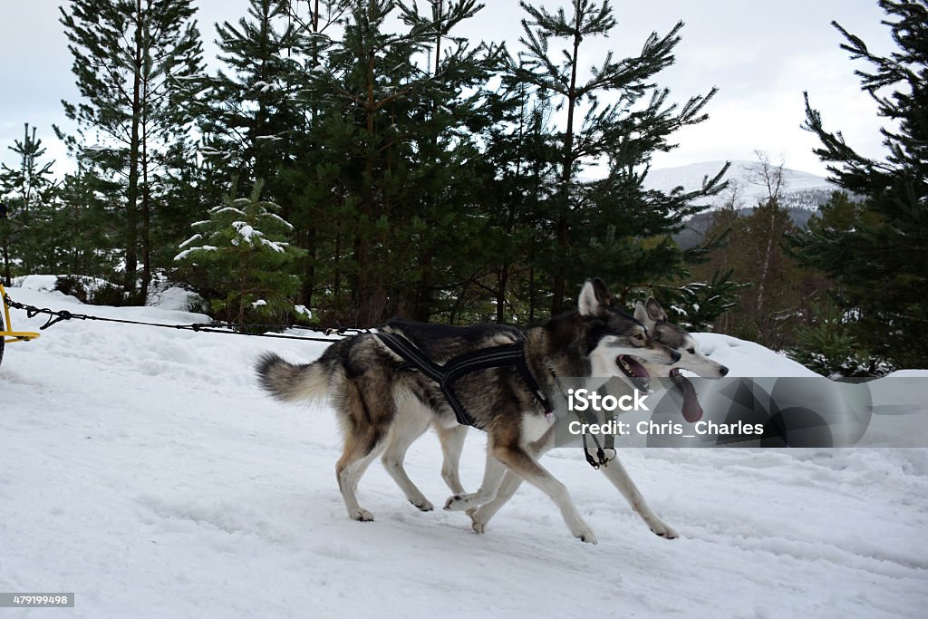 Trineo con perros - Foto de stock de 2015 libre de derechos