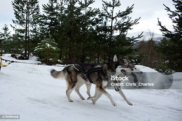 Trineo Con Perros Foto de stock y más banco de imágenes de 2015 - 2015, Aire libre, Animal